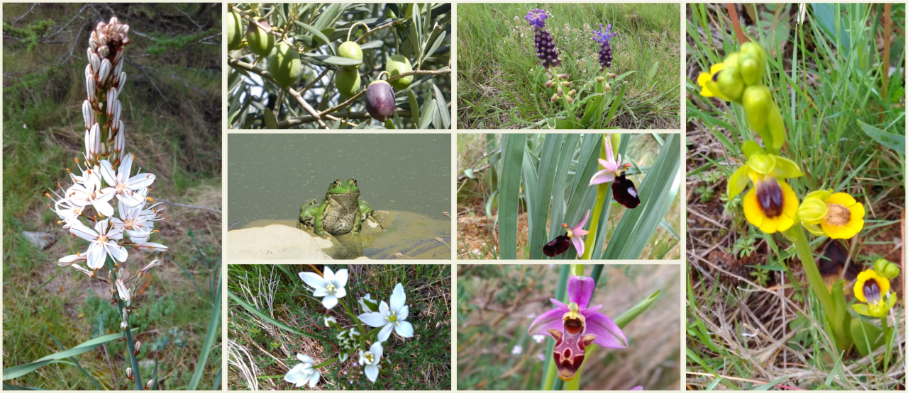 French lessons in the middle of the Languedoc fauna and flora