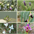 French lessons in the middle of the Languedoc fauna and flora