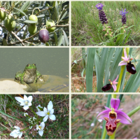 French lessons in the middle of the Languedoc fauna and flora