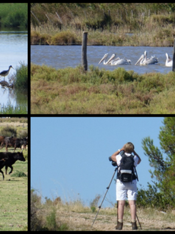 Observing wildlife diversity