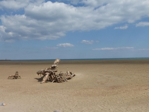 Bois flotté sur la plage des chalets