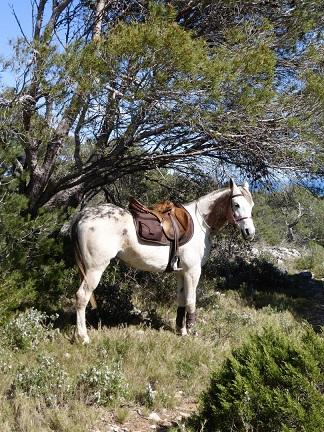 Mejora tu francés, monta a caballo y disfruta de la naturaleza en el parque de Narbonne