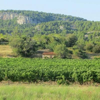 Cours de français et visite des vignobles