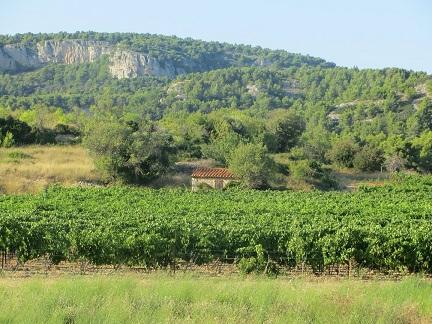 Cours de français et visite des vignobles