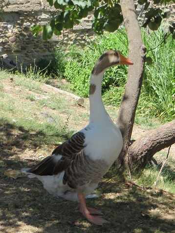 Walk, cycle and enjoy the rural France