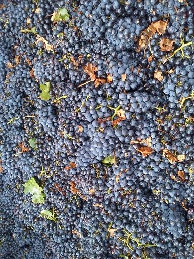 Leçons de français et vendange dans le sud de la France