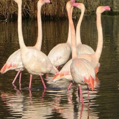 Découvrir la faune du parc naturel de Narbonne et apprendre le français