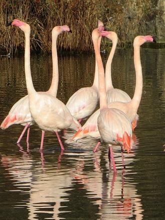 Descubre la maravillosa fauna del parque natural de Narbona