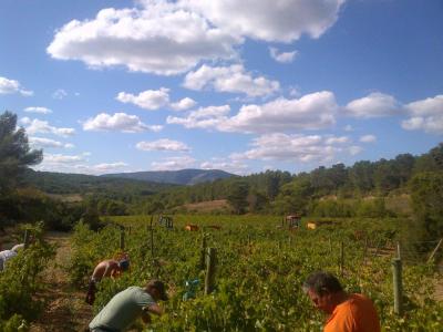 Découvrir la taille des vignes et suivre des cours de français