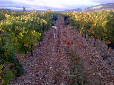 Harvest in south of france