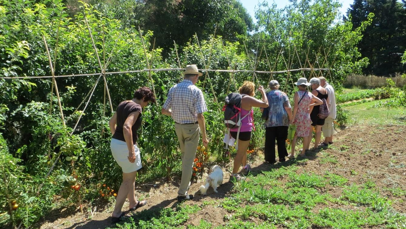 A group visiting a sunny vegetable garden among tomato plants, with a small dog