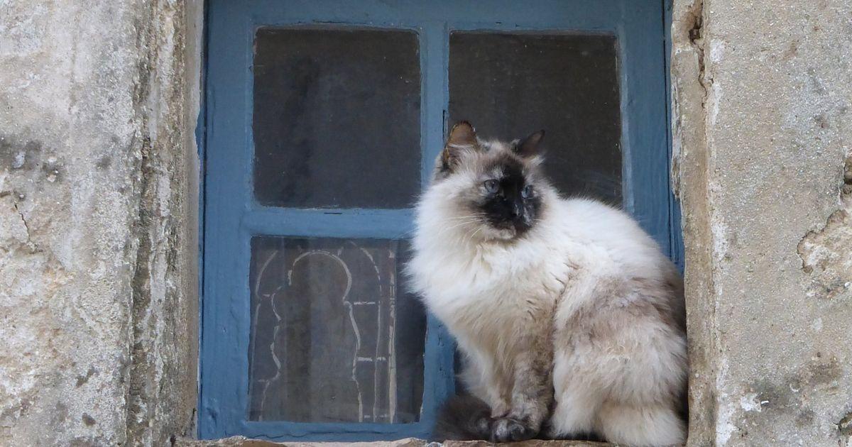 Village cat sitting blue window share 1200x630