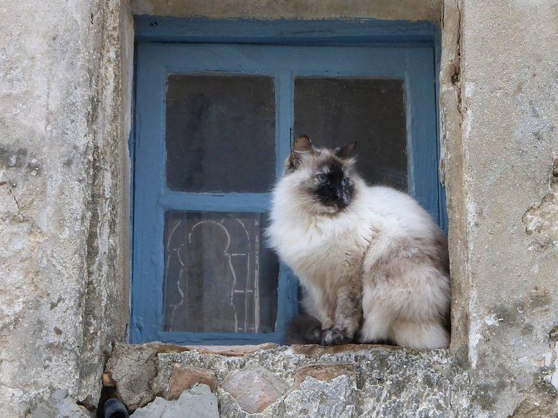 Long-haired white and brown cat sitting at a blue window in a stone wall in the village