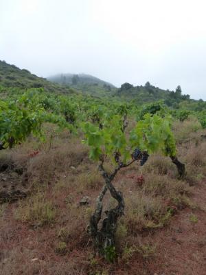 Vineyard and french