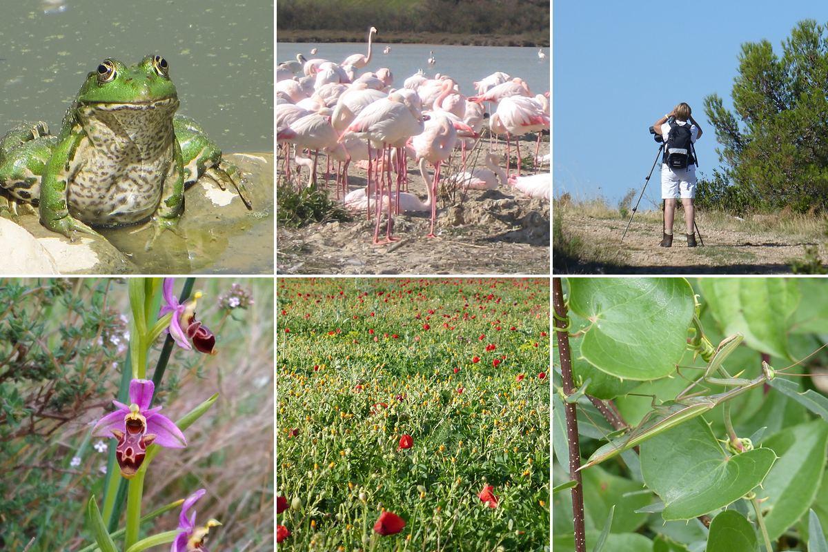 Watching wildlife and flora in the Aude: a green frog, a flamingo colony, a birdwatcher with a telescope, a wild orchid, poppies and a praying mantis