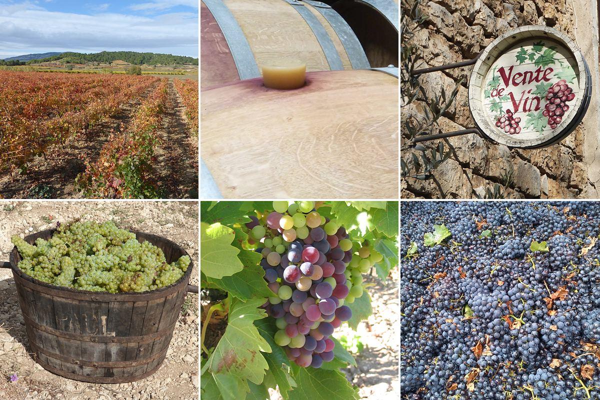 Wine touring in the Aude: autumn vineyard, oak barrel, wine-for-sale sign, and white and black grapes at harvest time in the vineyards of southern France